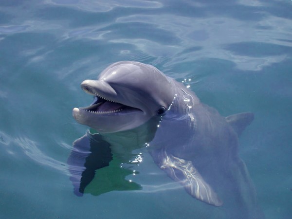 Smiling Dolphin