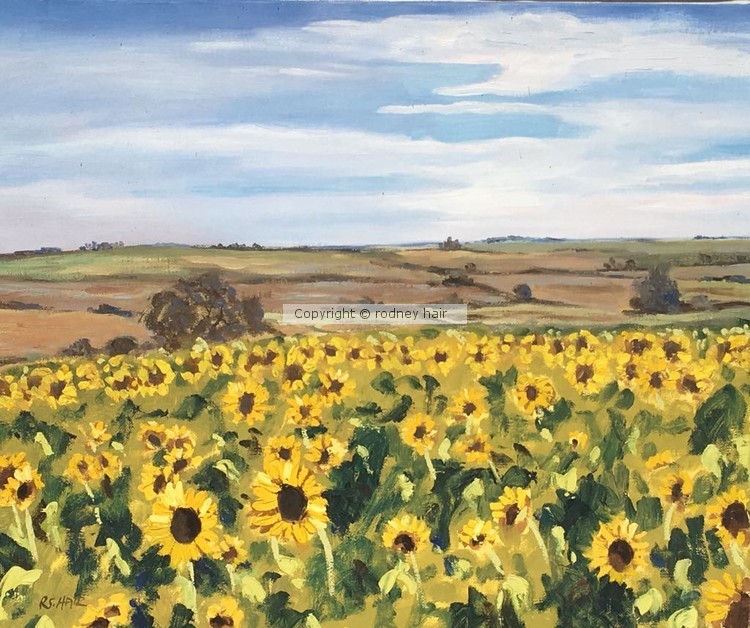 Sunflowers at Virac