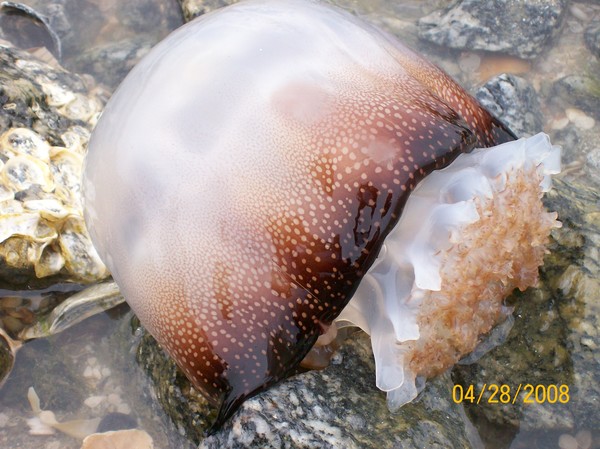 jelly fish