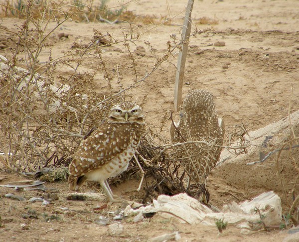 Guarding The Habitat