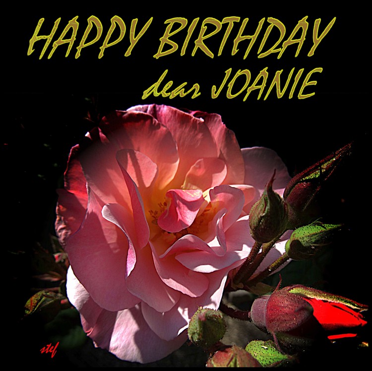 a rose from my garden for Joanie