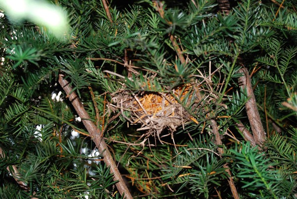 Birds Nest