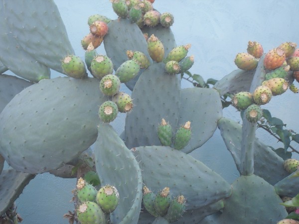Cactus Fruit