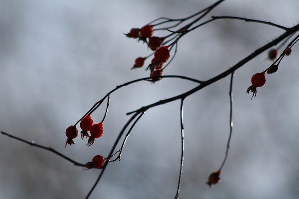 Winter Berries