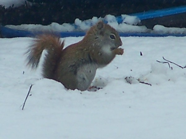 MidSnow Snack