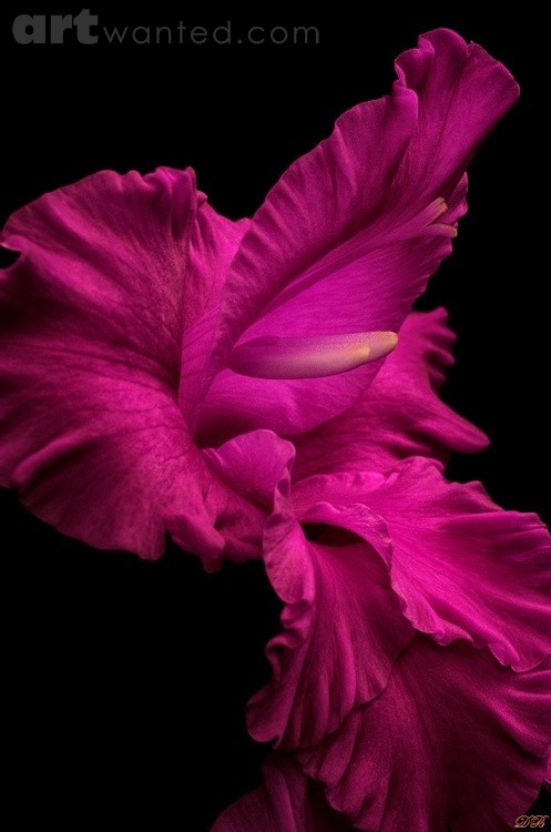 Gladiolus Resembling Purple Waterfall