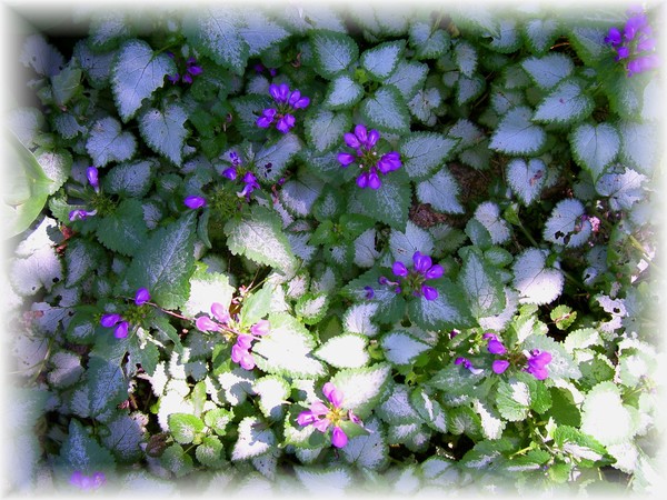 my perrenial garden,lamium
