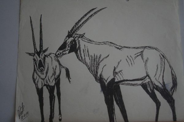 Wildlife study