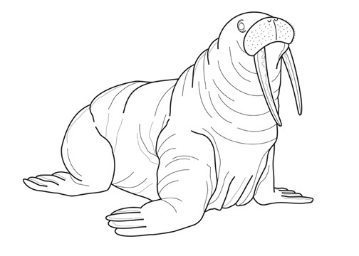 walrus
