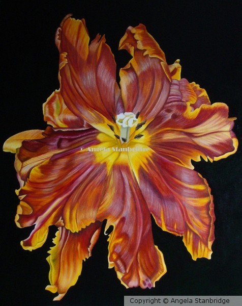 Terracotta Tulip