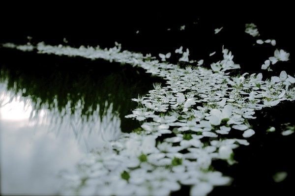mirky flowers