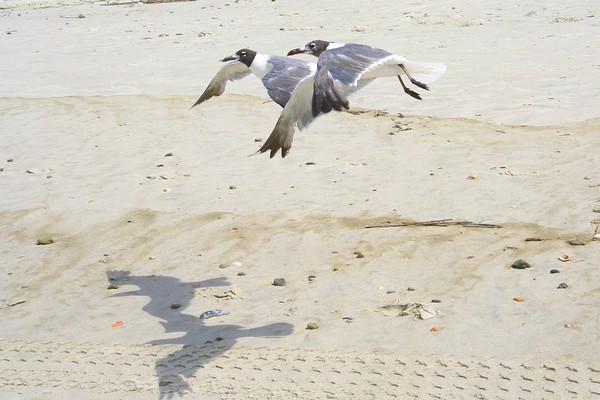 Sea Gulls & Shadows Flying in Tandem
