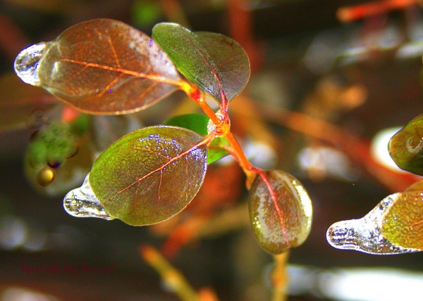 Leaves Glazed in Ice