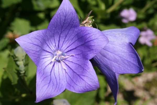 Blue Bellflowers