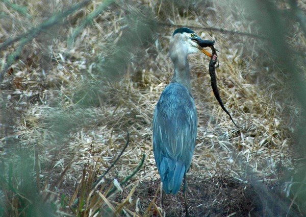 Great Blue Heron Having Lunch