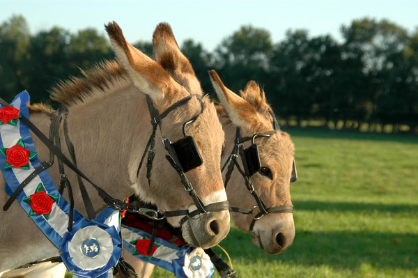 The Mules Team