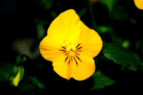 Flower