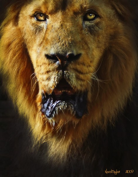 King