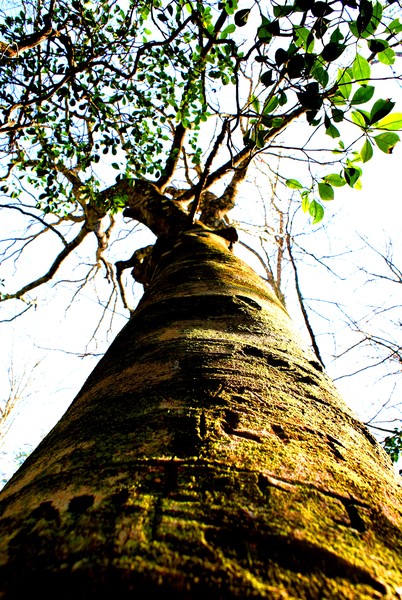 Carved Tree