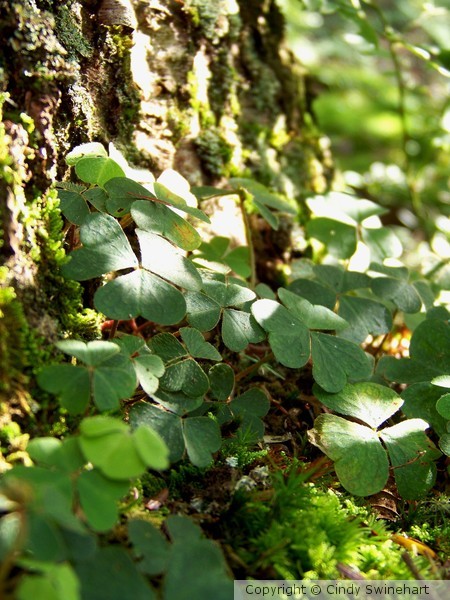 shamrocks