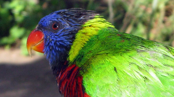 Bird Coloured2 copy
