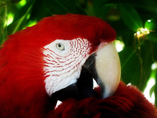 Red Macaw