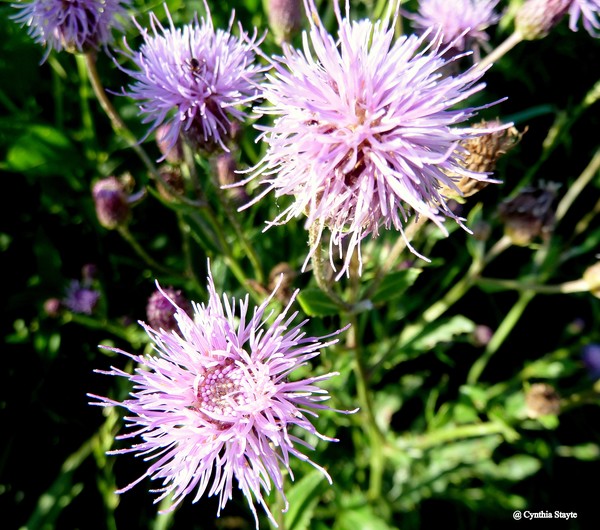 Lavender Spikes