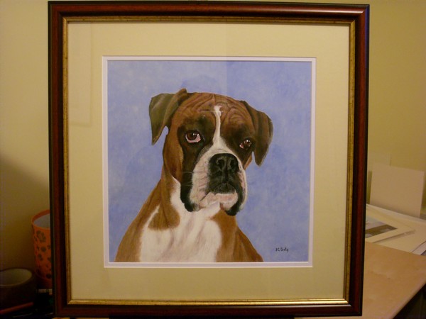 boxer