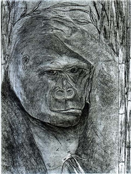 Gorilla