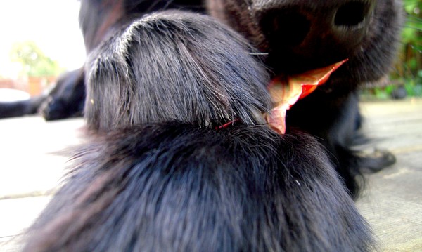 The Dog And The Leaf 2