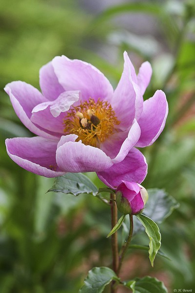 Grace Of A Peonie