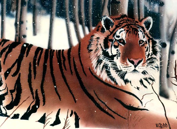 SIBERIAN TIGER