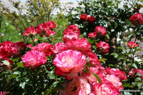beautiful roses