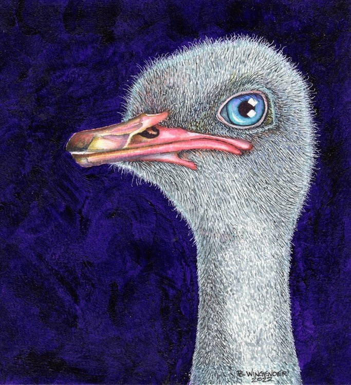 Ostrich