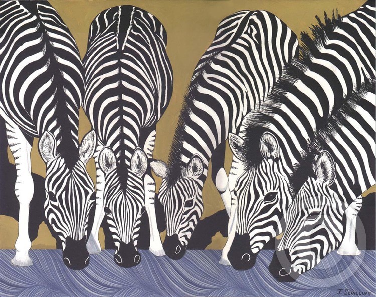 Thirsty Zebras