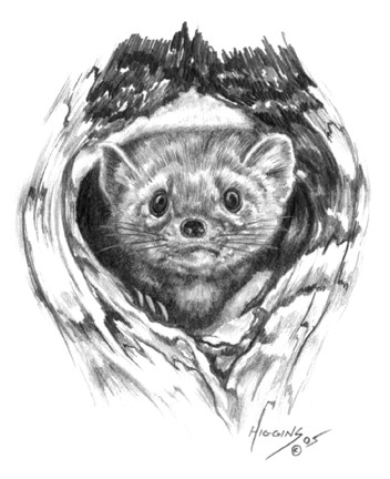 Marten