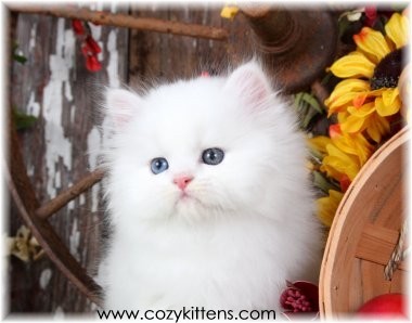 Cozy Kittens & Sue Johnson - www.cozykittens.com