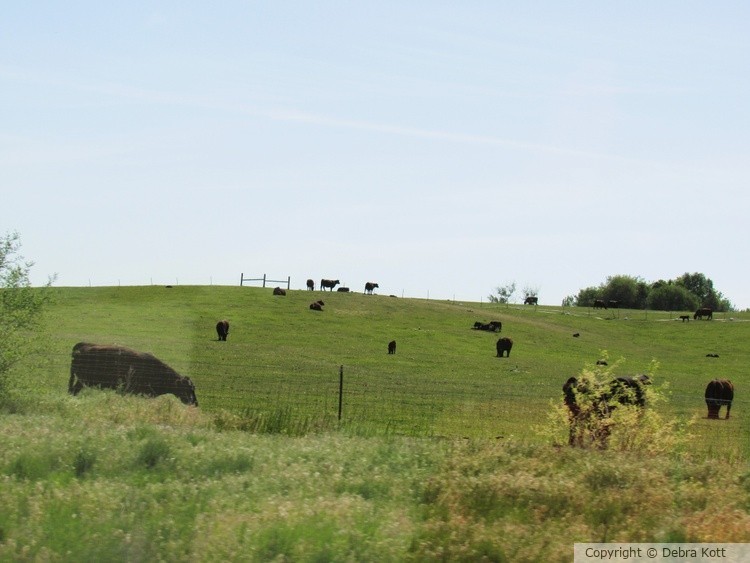 Cows in the Pasture