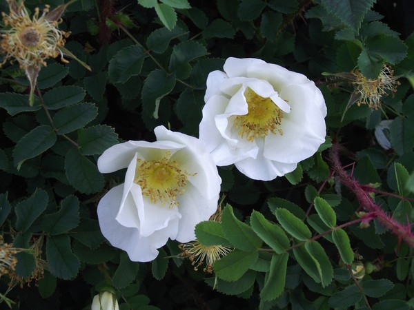 White flowers