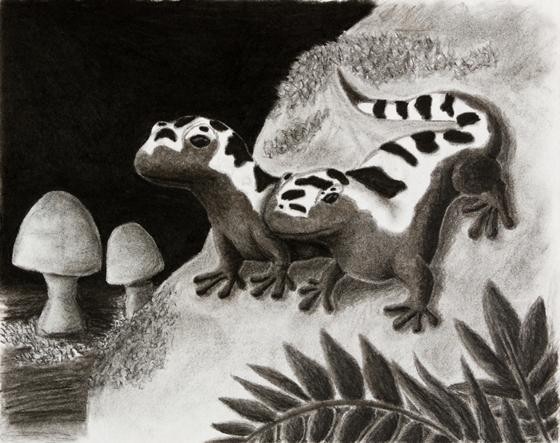 Salamanders