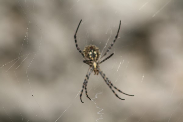 Beautiful Killer