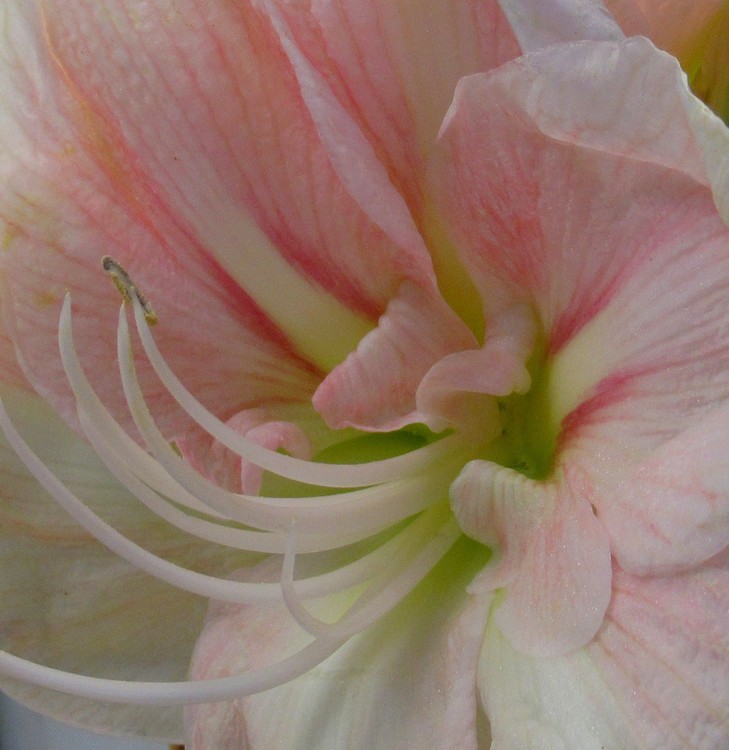 A LITTLE TENDERNESS