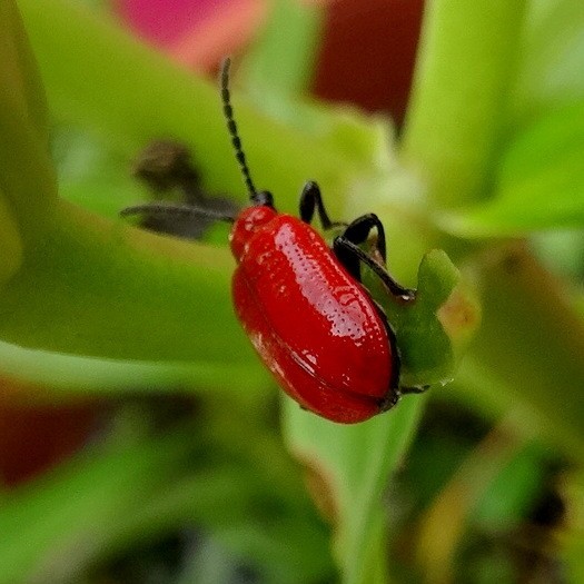 RED CRITTER