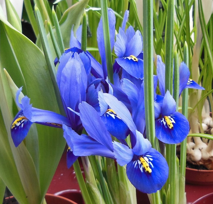 IRISES