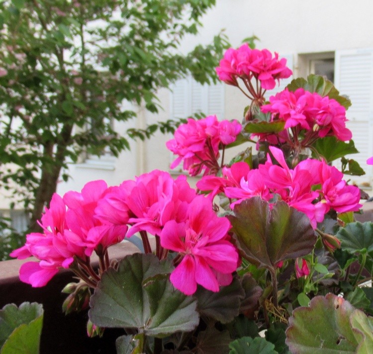 NEWS FROM MY BALCONY
