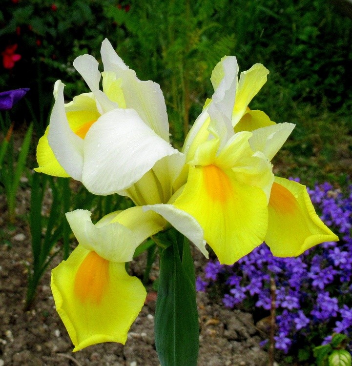 YELLOW IRISES