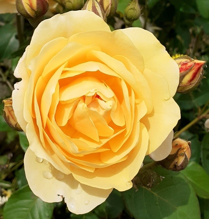 YELLOW ROSE