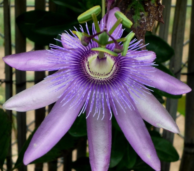 PASSIFLORA