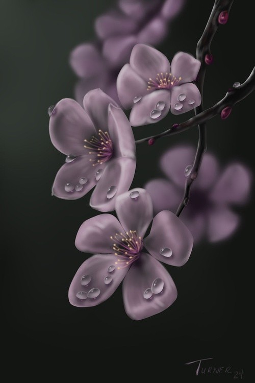 Raindrops and Sakura