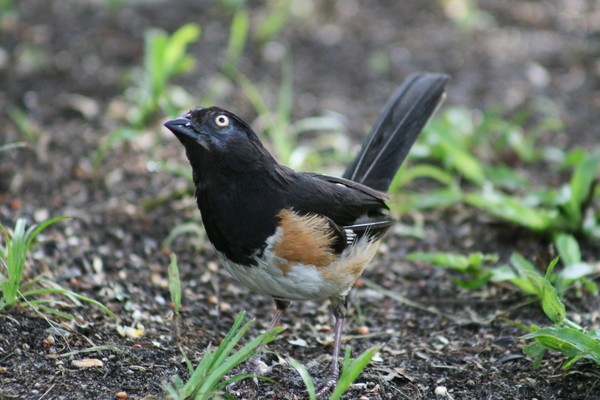 Towhee